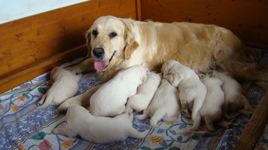 du moulin de la tour des Haies - Golden Retriever - Portée née le 07/06/2019