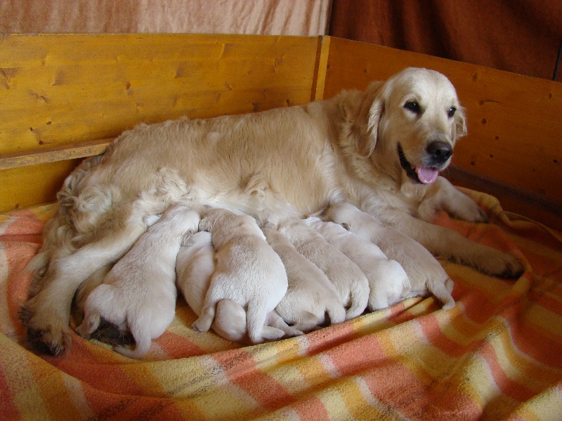 Chiot Golden Retriever du moulin de la tour des Haies