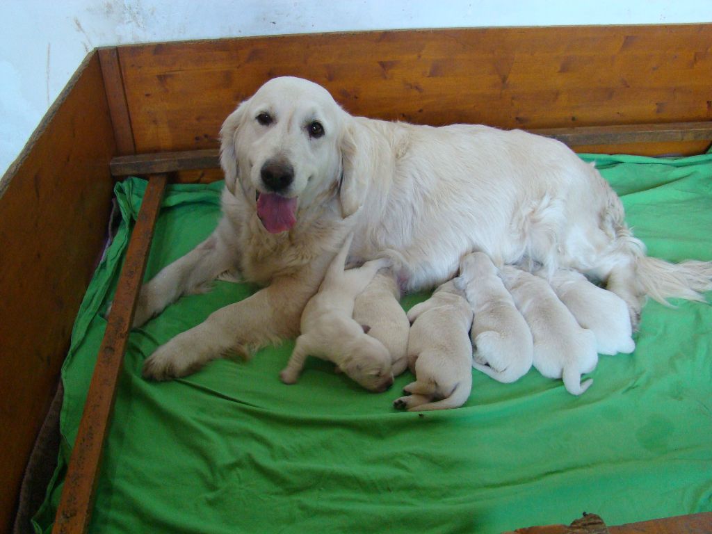 Chiot Golden Retriever du moulin de la tour des Haies