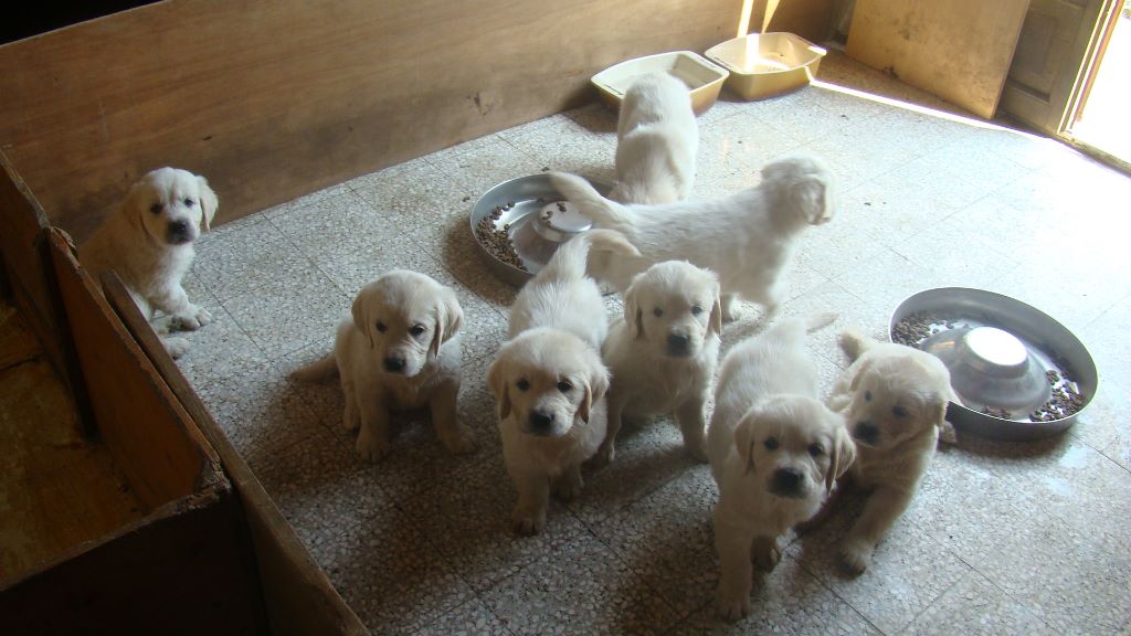 Chiot Golden Retriever du moulin de la tour des Haies